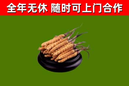 香格里拉市回收散虫草