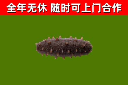 香格里拉市回收海参干